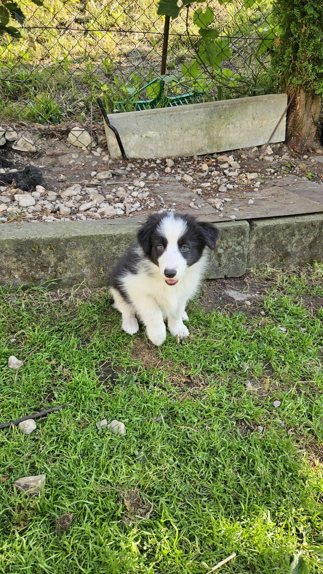Border Collie szczeniak !
