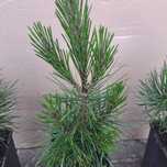 Sosna bośniacka(pinus leucodermis)