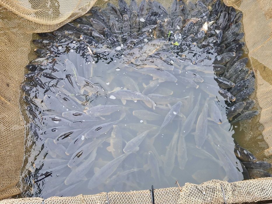 Karp Amur Szczupak Ryby Zywe