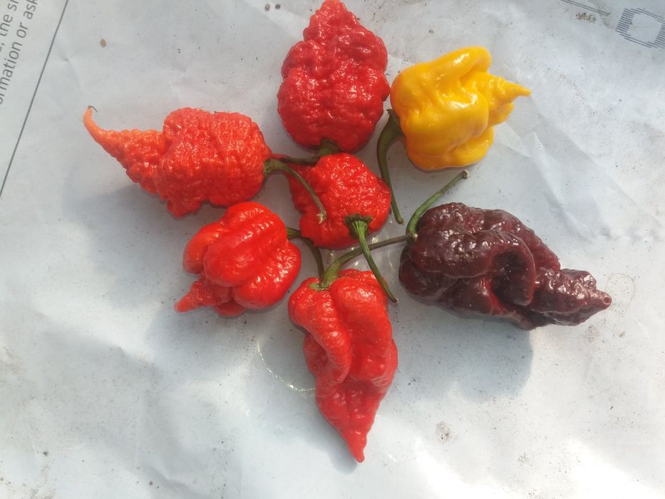 Papryczka ostra Scorpion, Carolina Reaper, Habanero