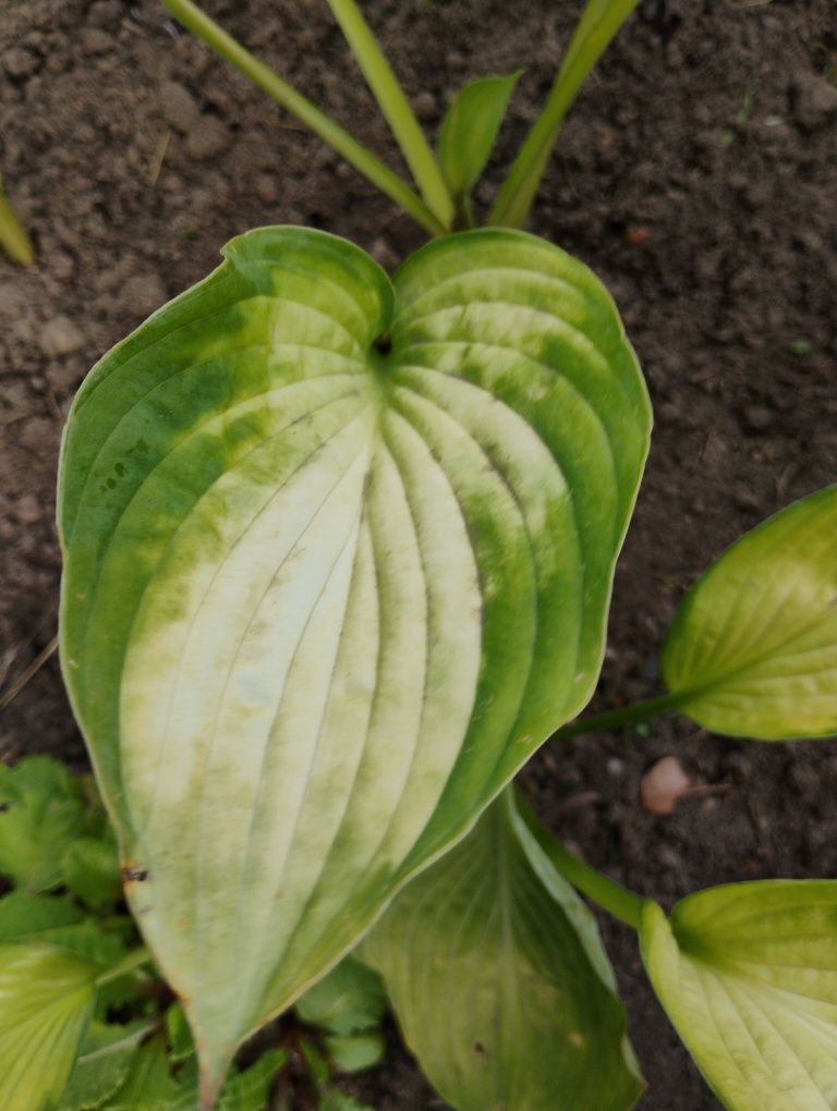 Funkia hosta sadzonka ukorzeniona