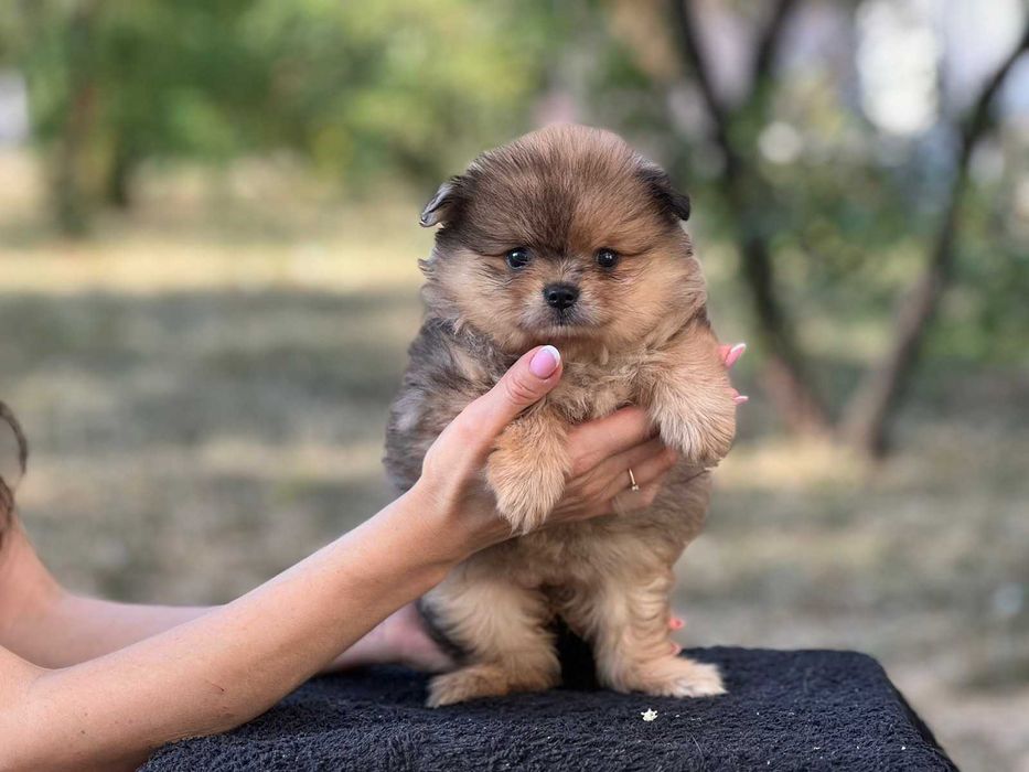 Мармурова золотиста помераночка