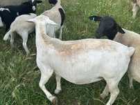 Ovelha dorper pura branca