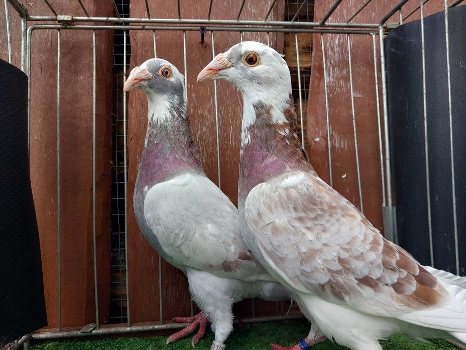 Gołębie staropolskie samice