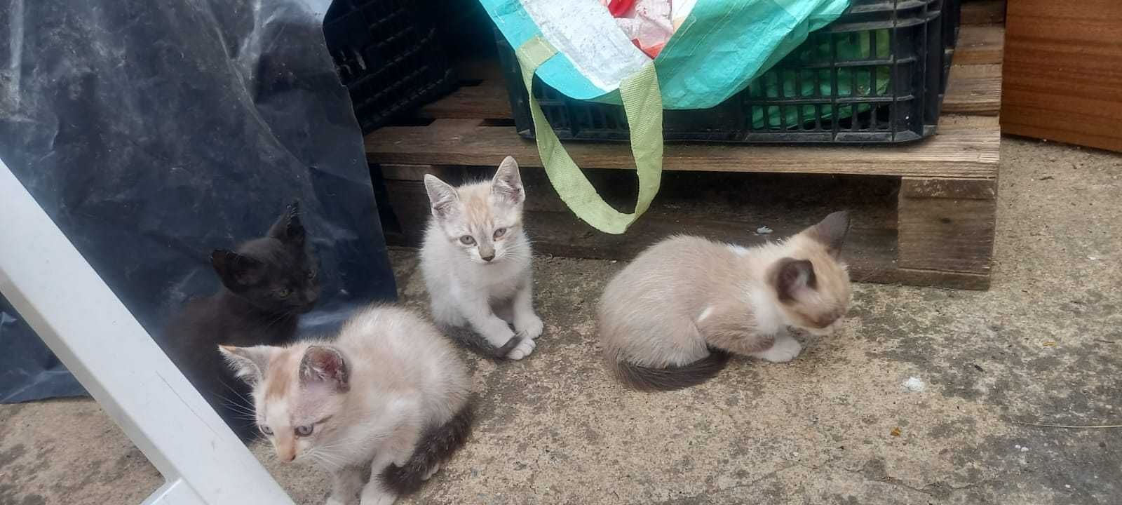 Doa-se  4 Gatinhos