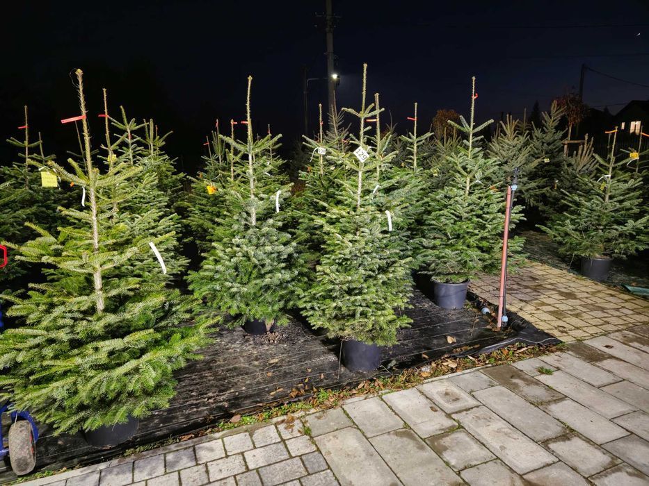 Choinki świąteczne Świerk w donicach 20-35L dostawa Świętokrzyskie HIT