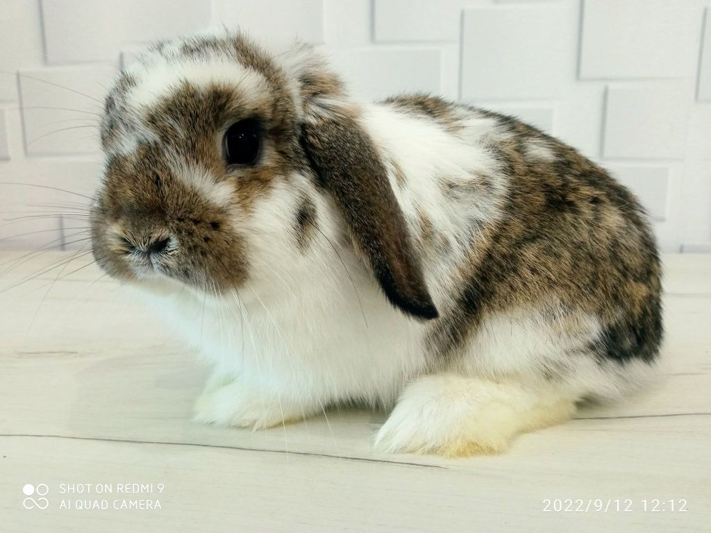 Mini Lop króliczki Minilop z zarejestrowanej hodowli metryka KZHK