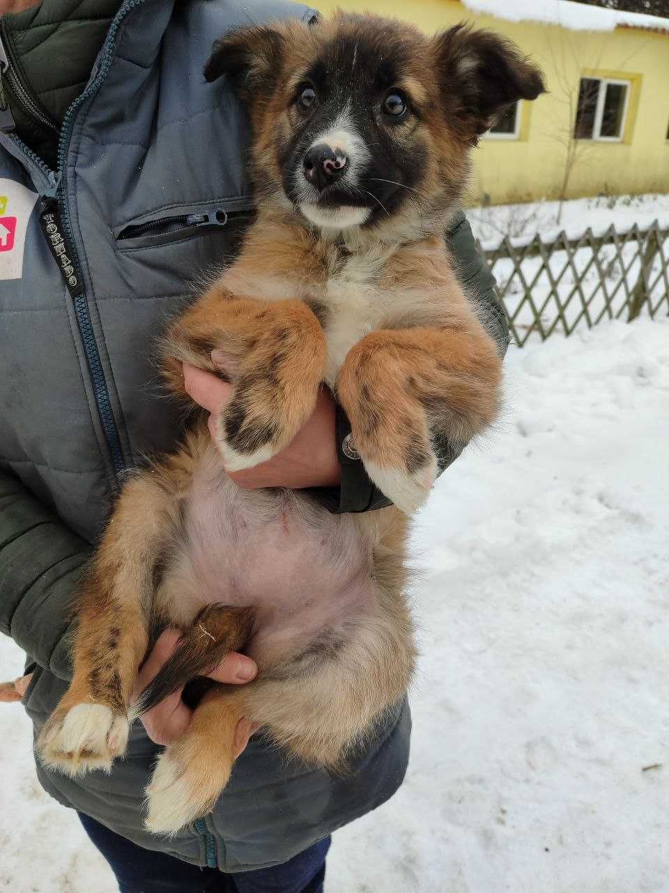 Цуценя Гера, 3 місяці в пошуках дому