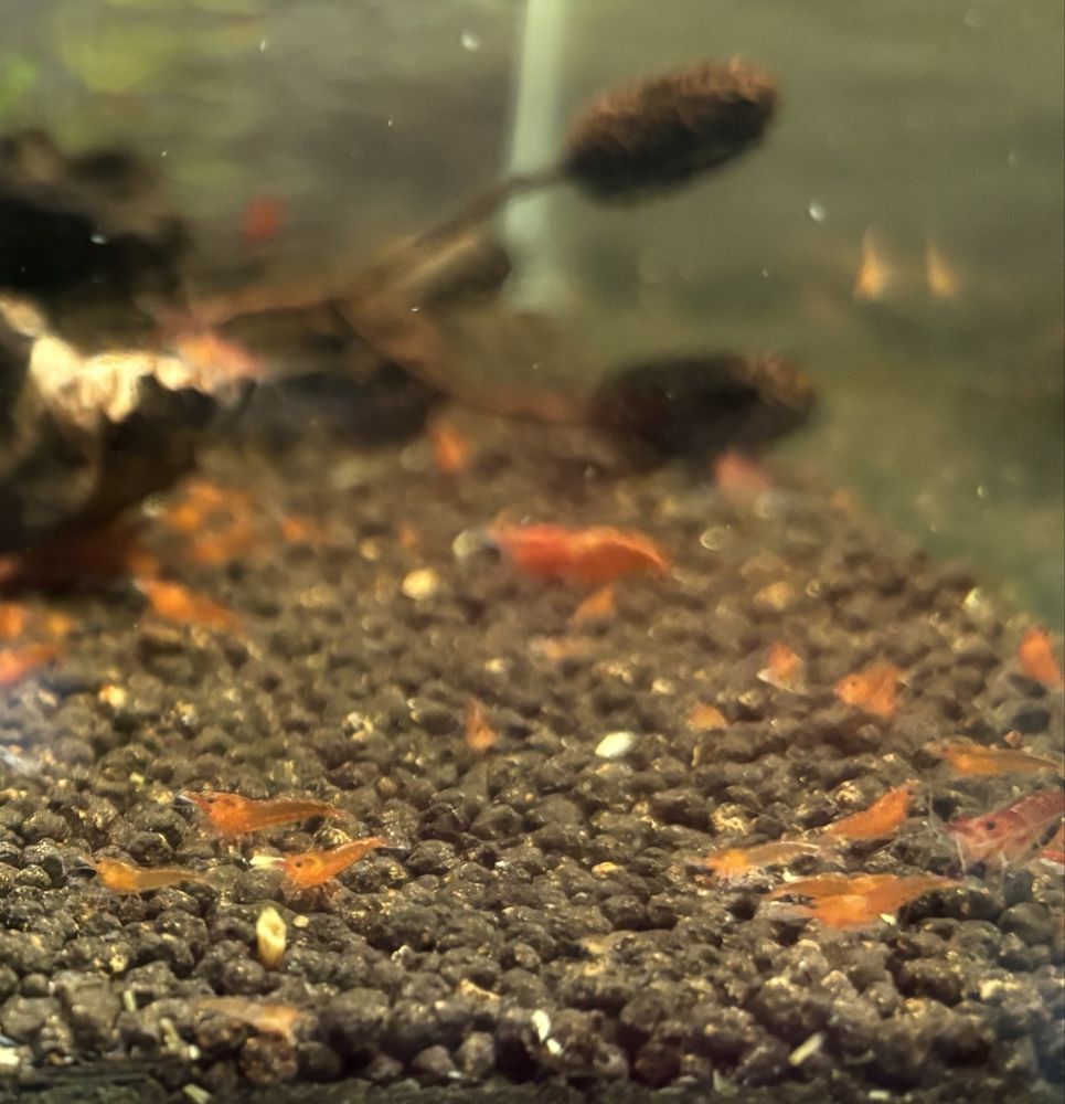 Krewetki Neocaridina Bloody Mary