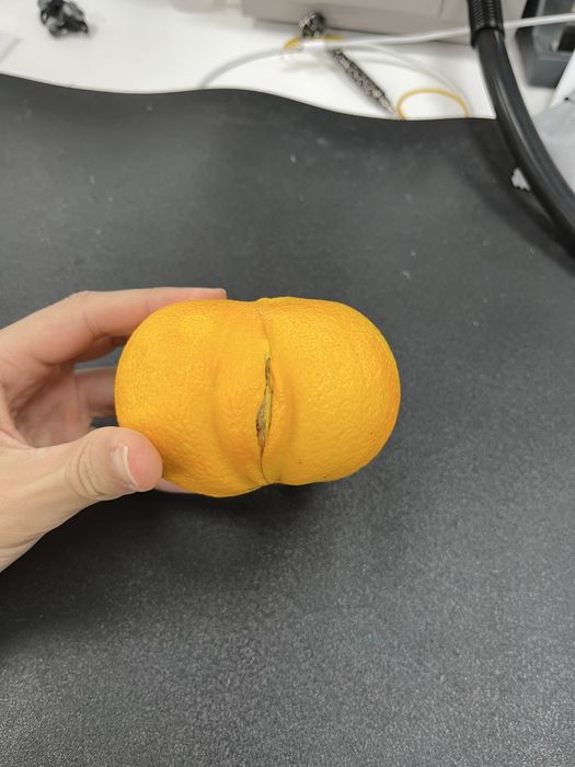 Laranja hermafrodita. Natural com formato peculiar