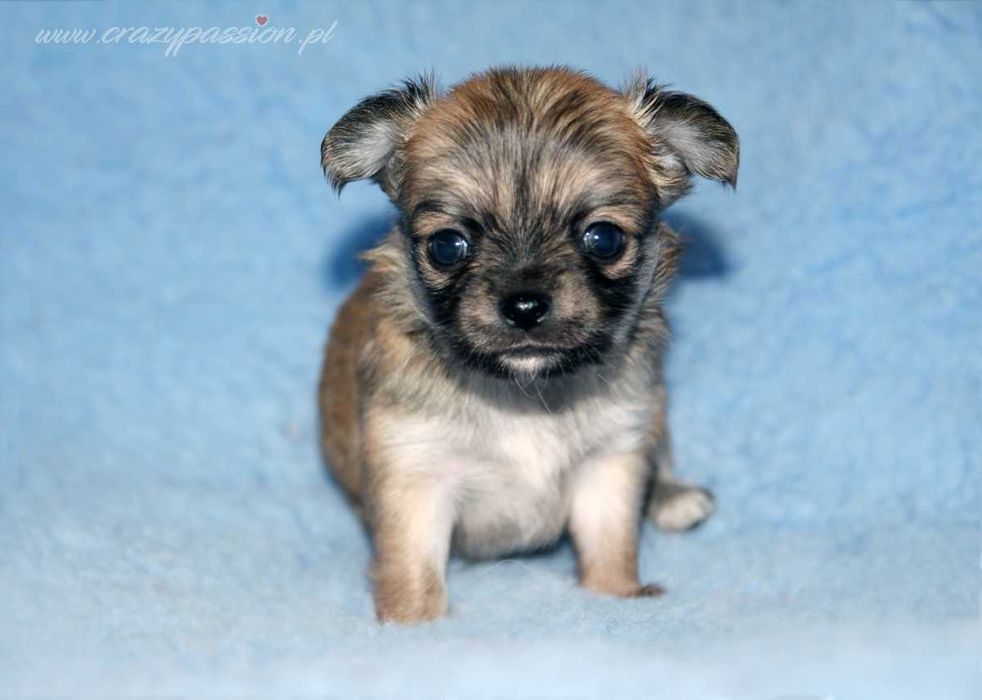 MOSCHINO Crazy Passion FCI - maleńki długowłosy chihuahua