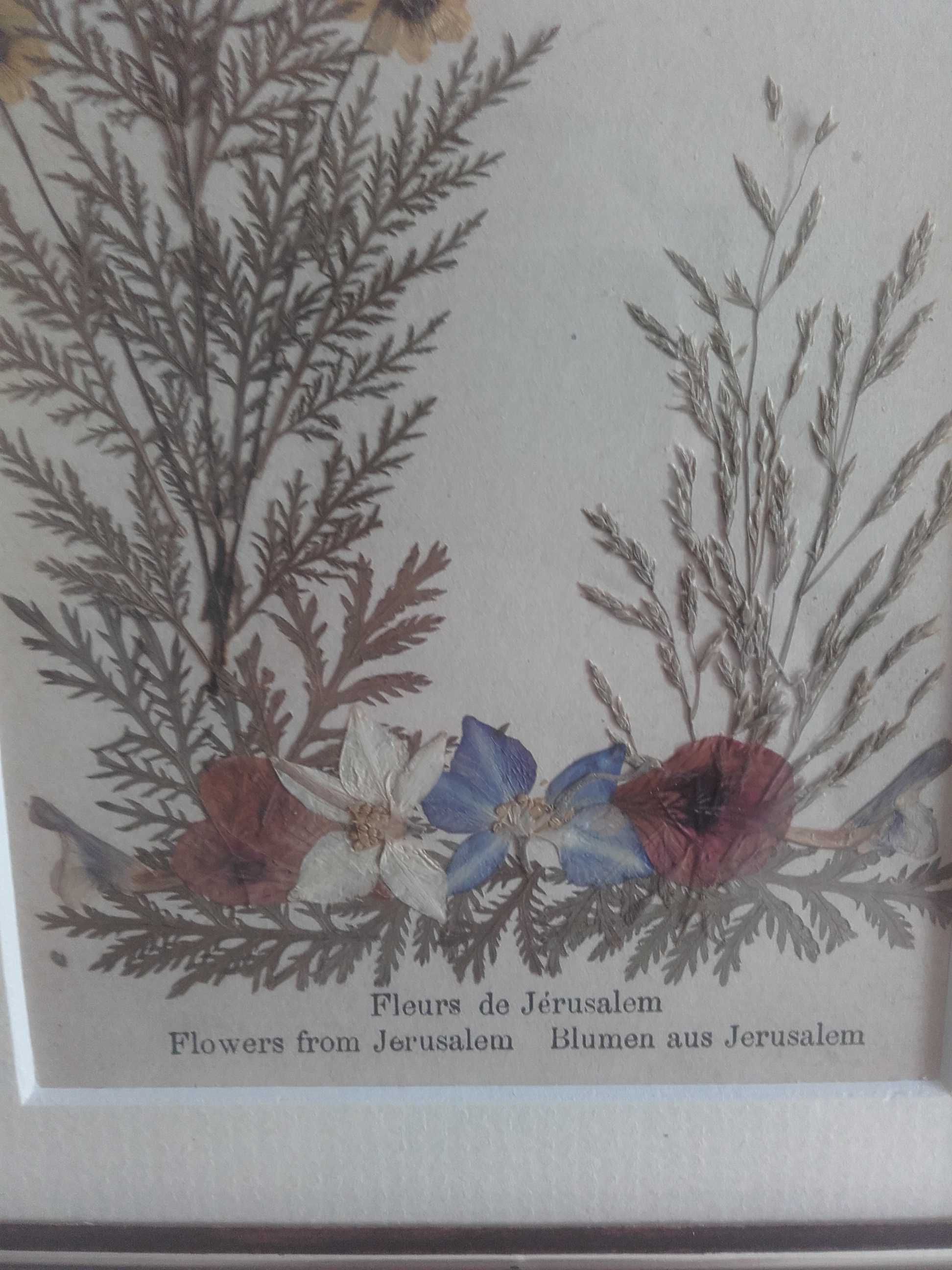 Kwiaty Ziemi Świętej - zielnik - Jerusalem - Jerozolima