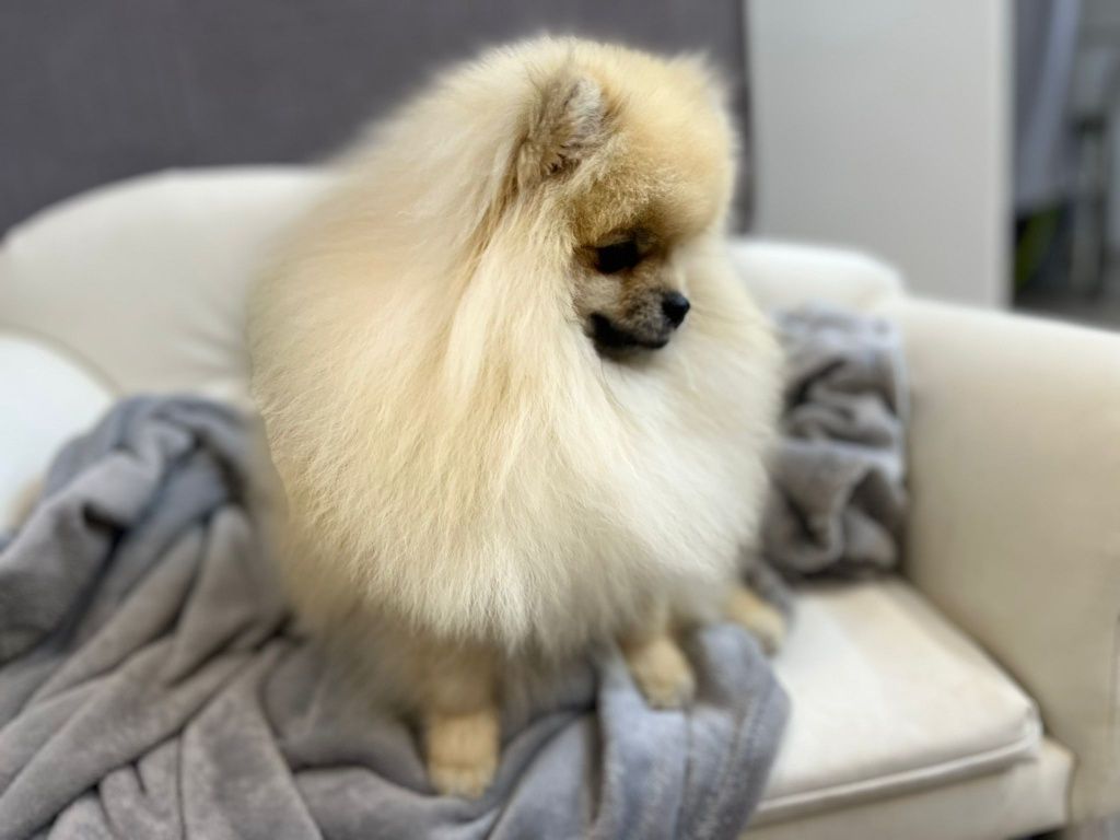 Pomeranian szpic miniaturowy