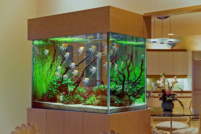 Обслуживание дизайн аквариумов, офисных,коммерческих .
