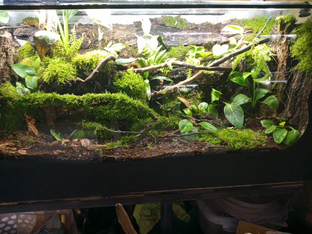 Akwarium ,Terrarium ,vivarium ,oczko wodne ,las w sloiku ...