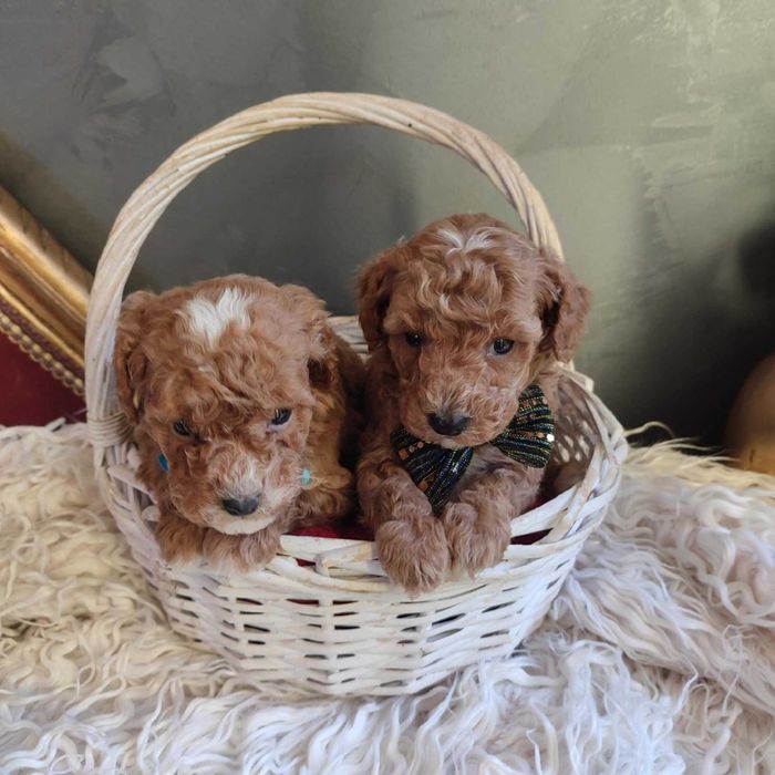 Bichpoo/Pochoon/Maltipoo > dotępny piesek .