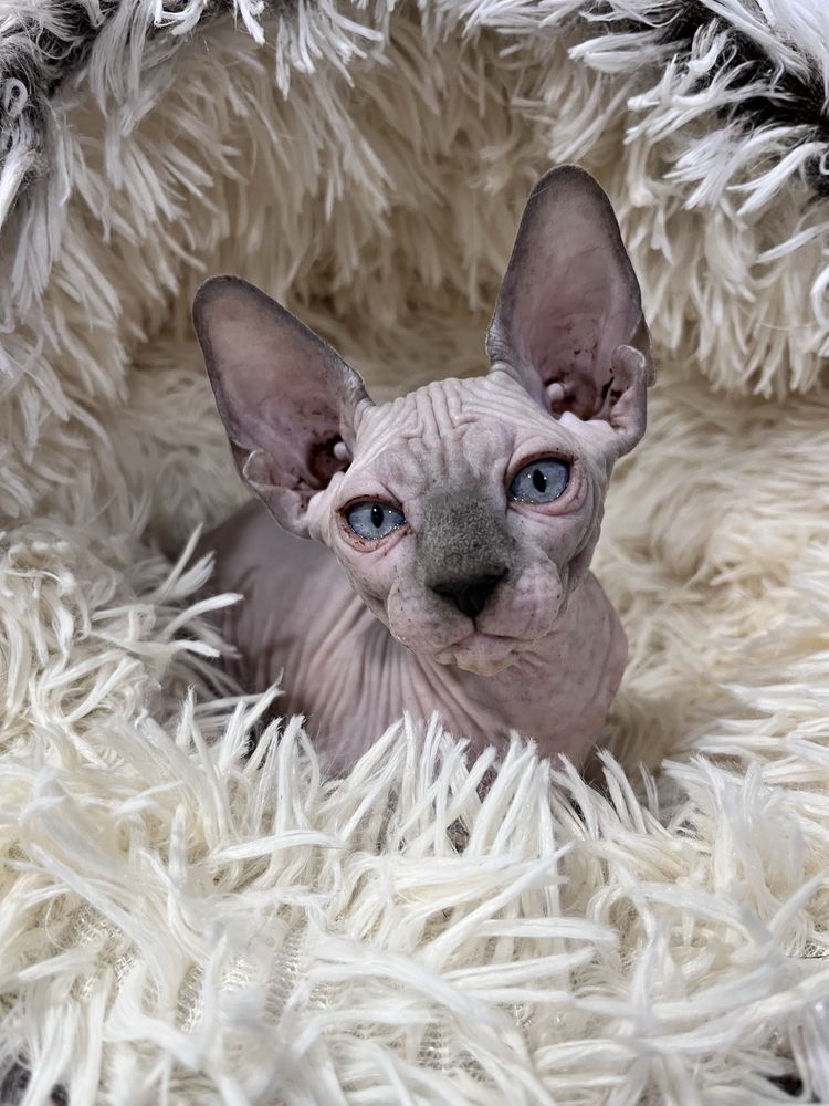Menino sphynx com kit boas vindas