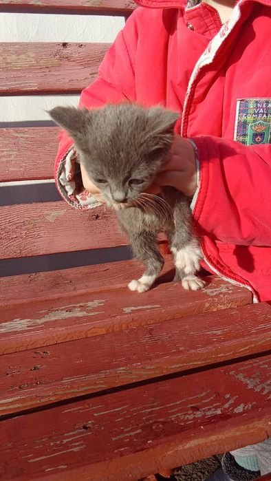 Кошенята, дві кицьки шукають господарів