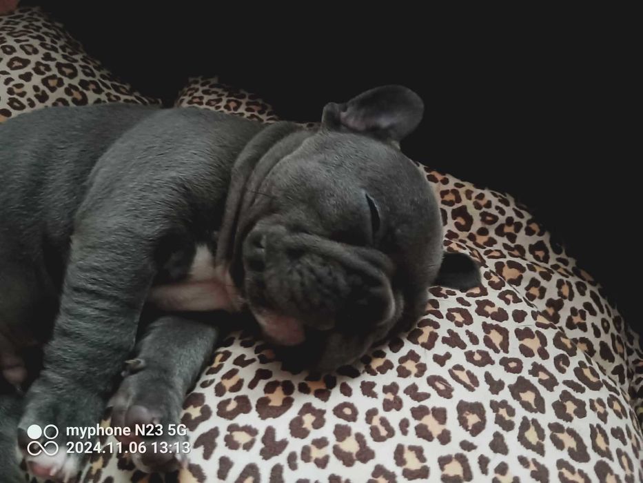 Buldog francuski  piękny  szczenię rodowód