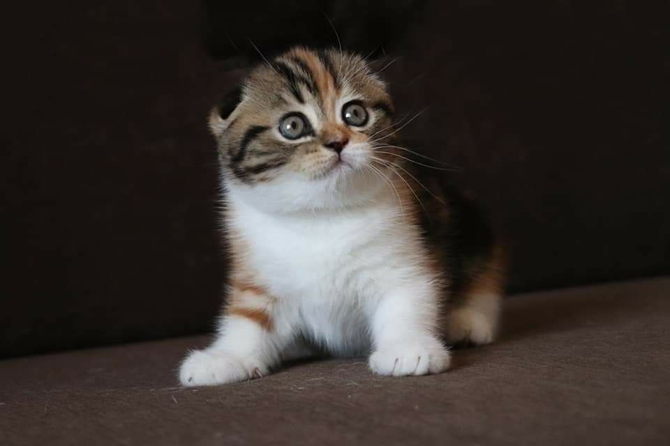 Шотландский вислоухий котёнок