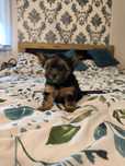 yorkshire terrier piesek stalowo-czarny