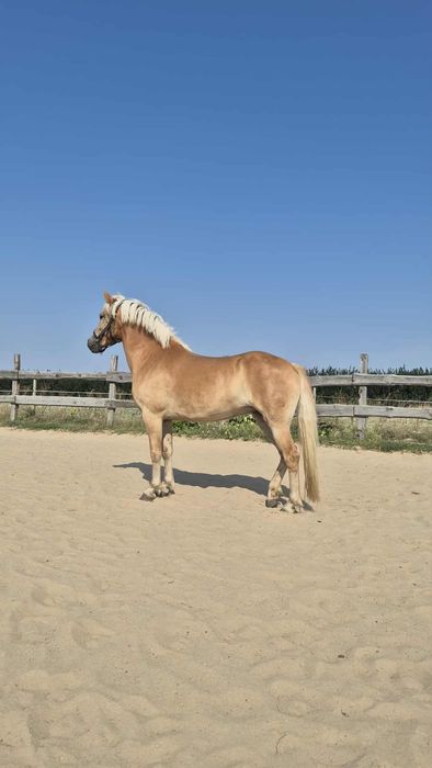 Haflinger hodowla/sport