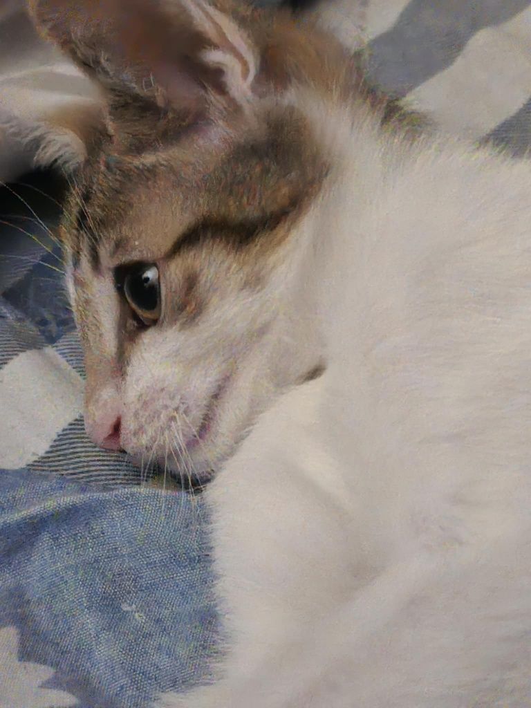 Kociaczek misiaczek Franek do adopcji