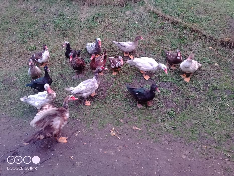 Kaczki francuskie (piżmowe)