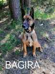 BAGIRA suczka w typie owczarka belgijskiego szuka domu