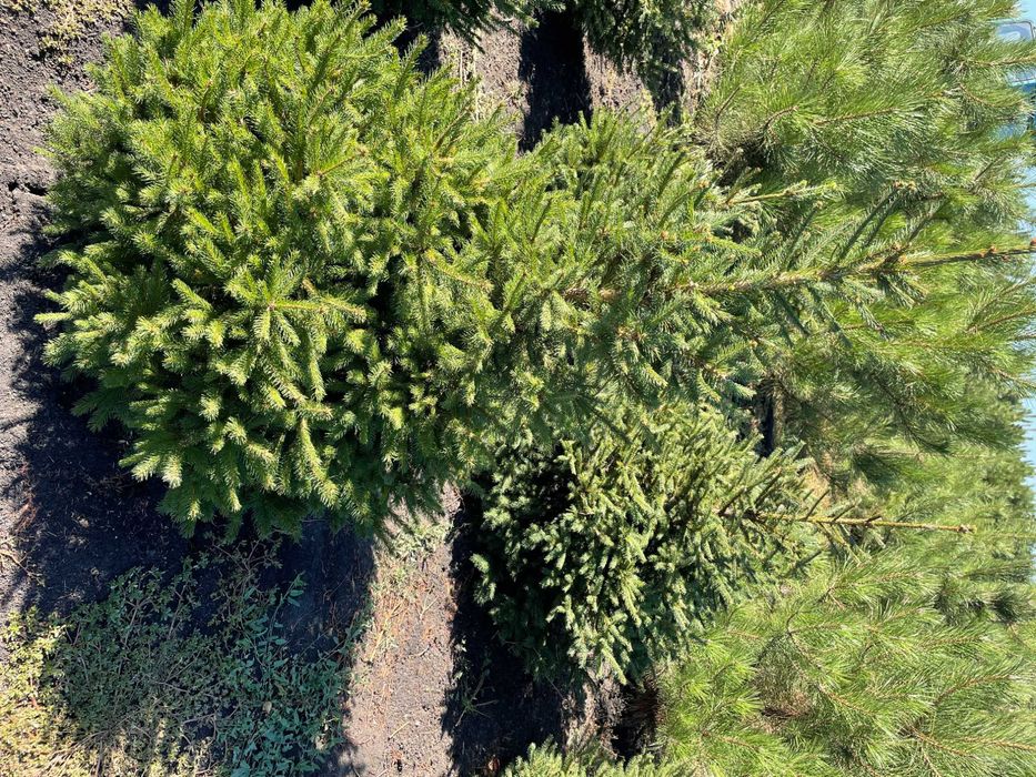 Ель с комом (1.5 м)