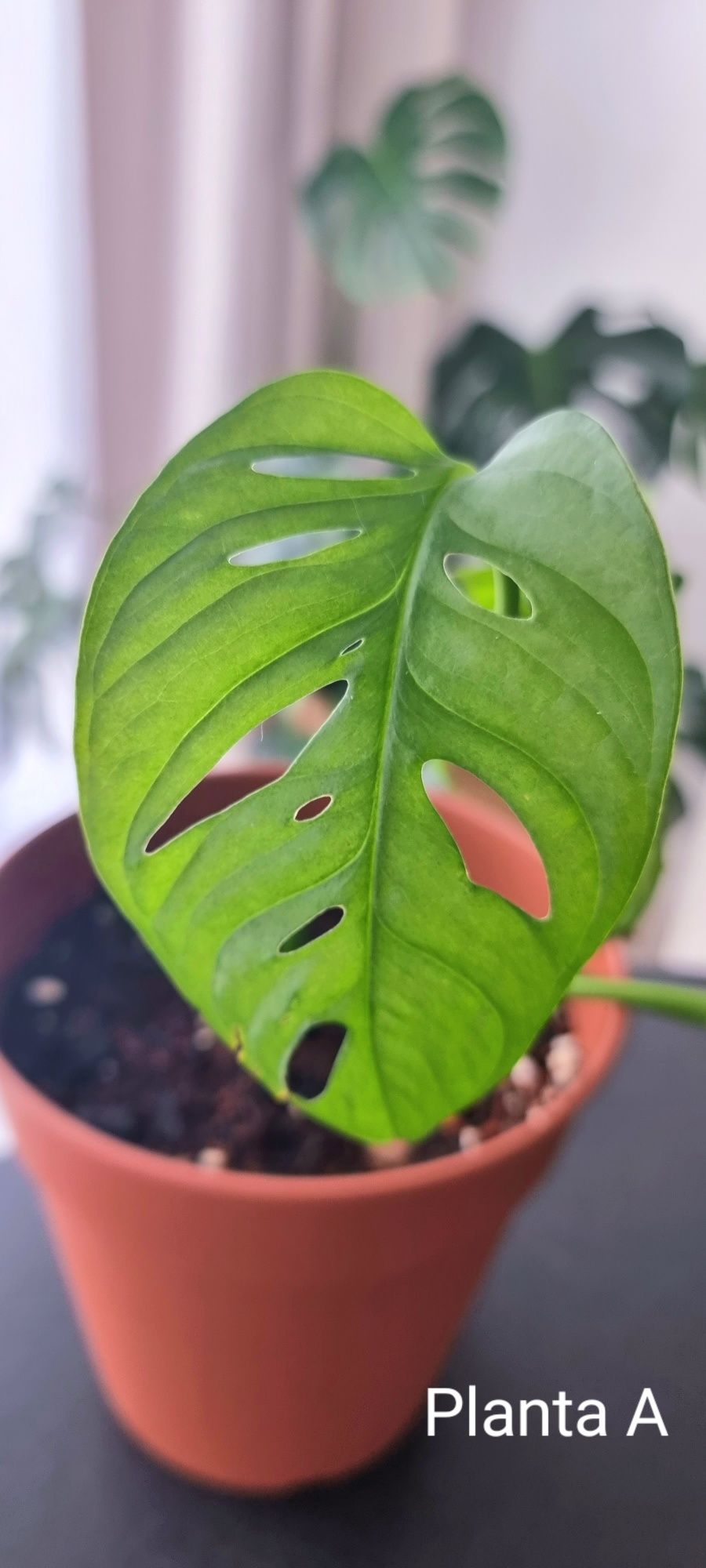 Monstera Adansonii - cutting