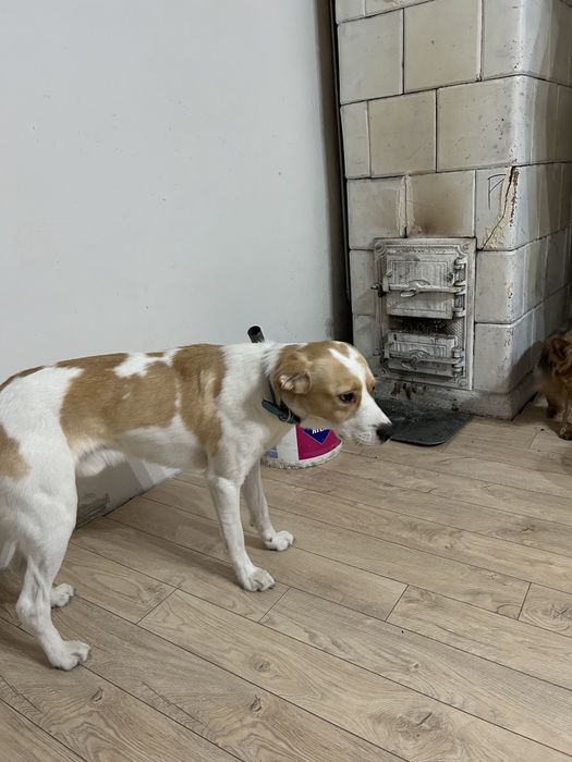 Jestem zmuszona oddać psa do dobrego domu