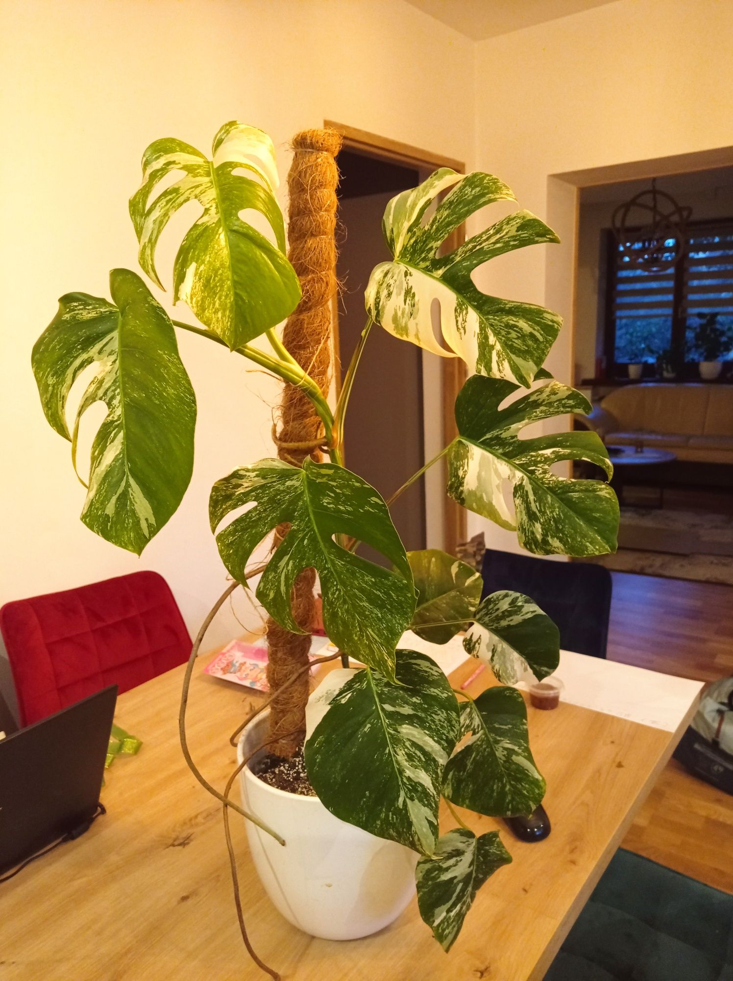 Monstera variegata