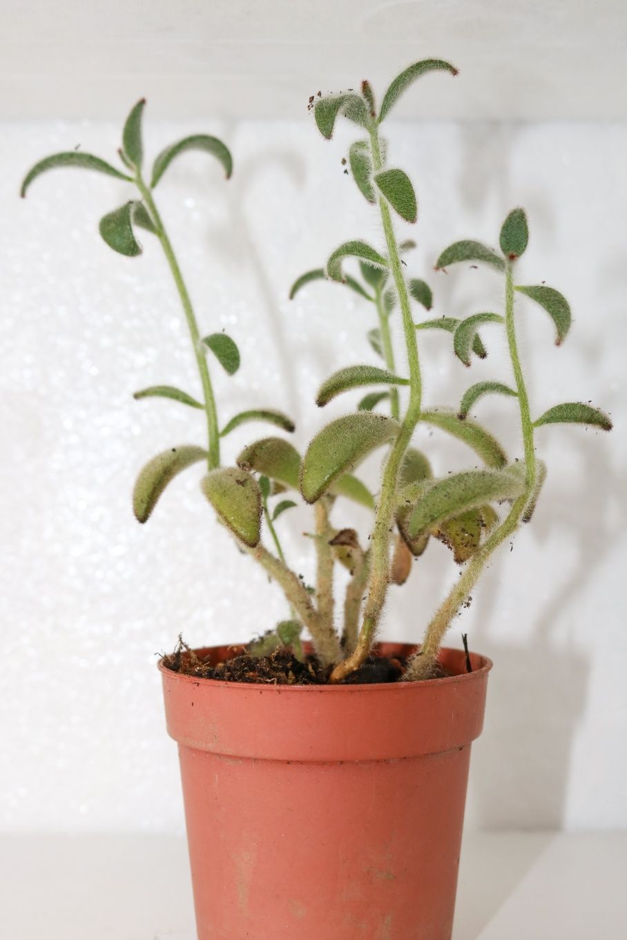 Vendo orelha de gato (Kalanchoe tomentosa)