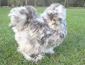 Инкубационное яйцо китайское шёлковое