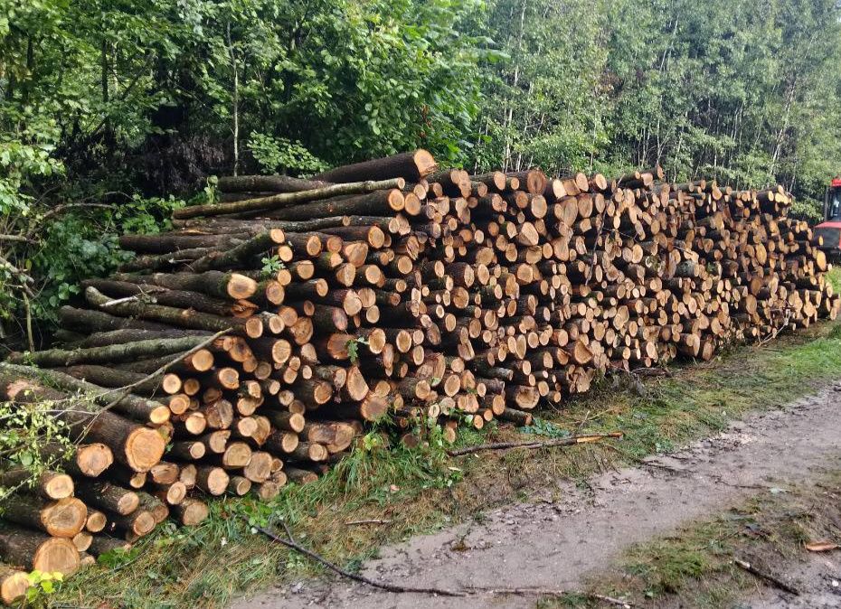 Drewno opałowe, kominkowe