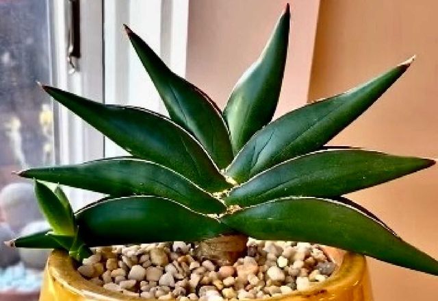 Sansevieria Sawasdee sansewieria