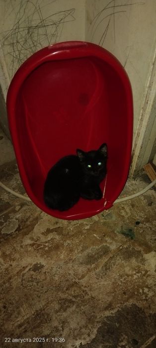 Кошечка в хорошие руки