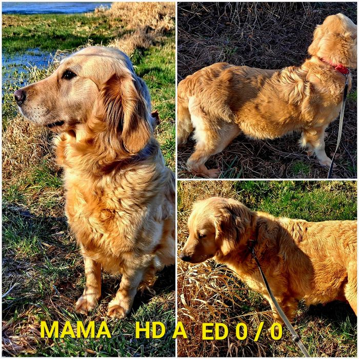 Szczeniaczek Golden Retriever  tata FCI Rodzice bez DYSPLAZJI whodowli
