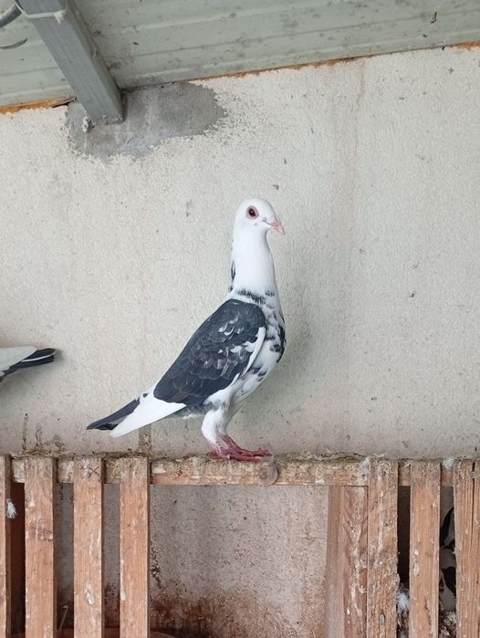 Pombos correios 2025