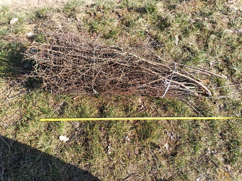 tężnia tarnina gałęzie