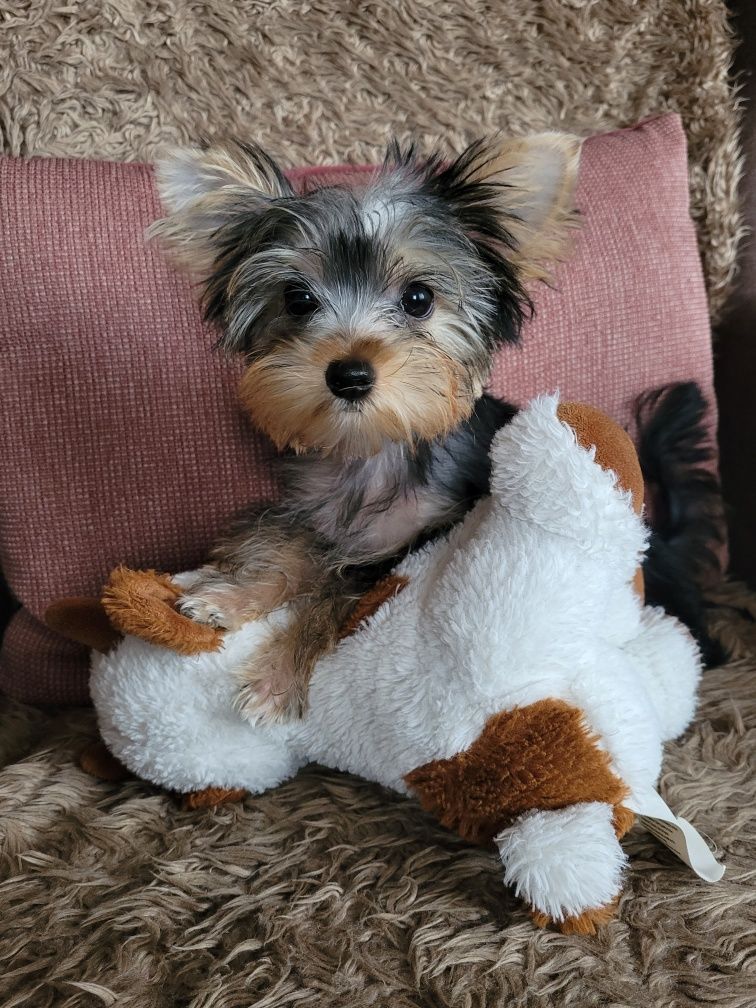 Yorkshire terrier piesek