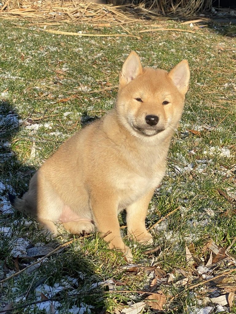 Shiba inu dziewczynka