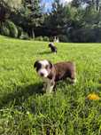 Border Collie szczeniak