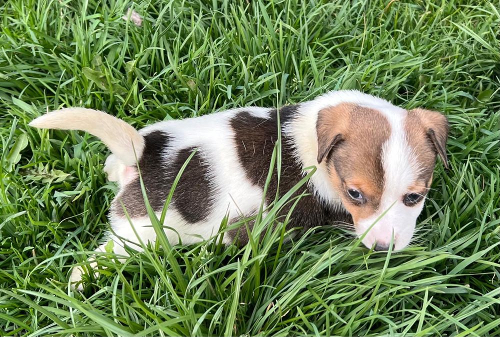 Sprzedam suczkę Jack Russell Terrier