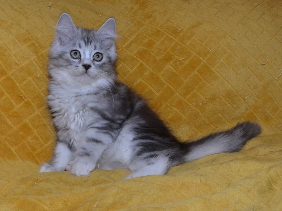 Rodowodowy kot syberyjski * kocurek Diamond * rodowód FPL/FIFE