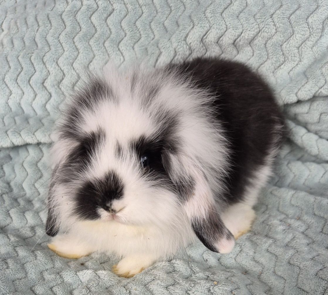 Królik miniaturka Mini Lop