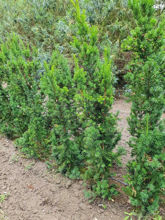Cis HICKSII Densiformis TAXUS 200 cm kopany maszyną SZKÓŁKOWANY