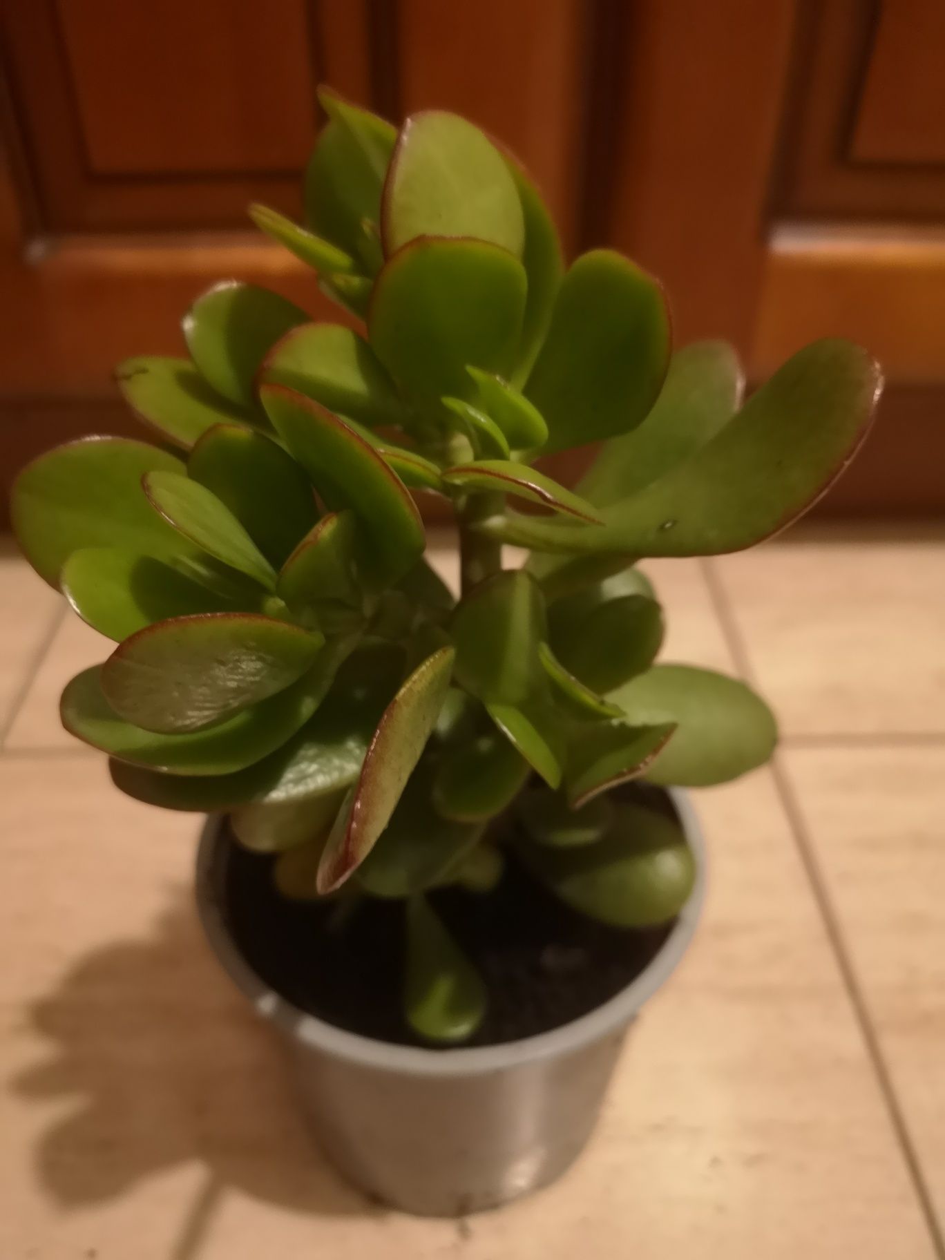 Grubosze drzewko szczęścia 30 cm