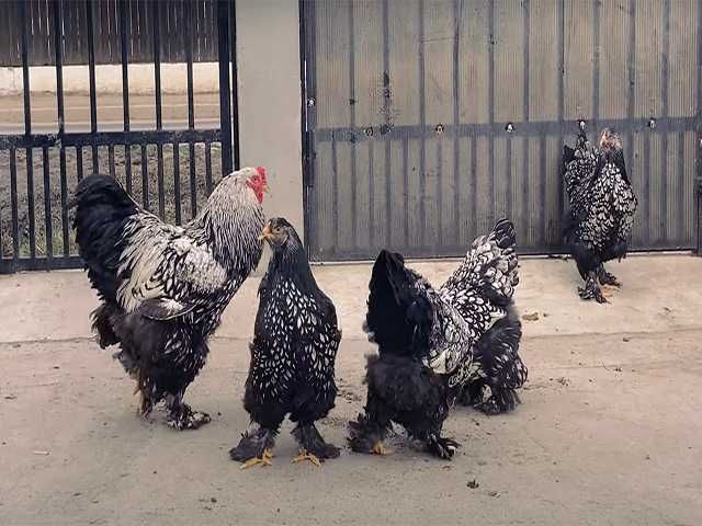 Курчата та інкубаційне яйце  Брами золото, срібло, темна.